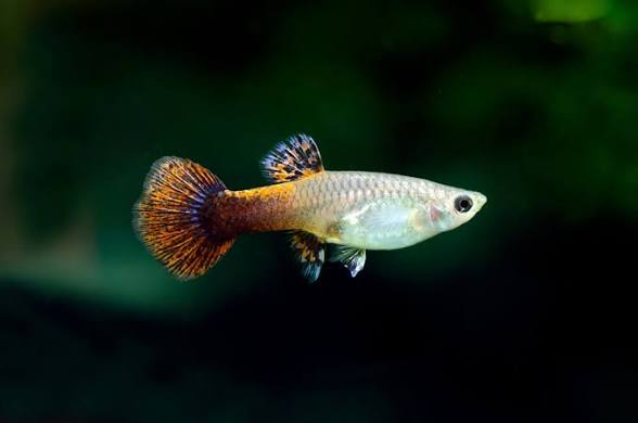 Guppy