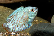 Blue Cobalt Dwarf Gourami