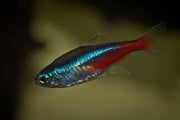 Neon Tetra