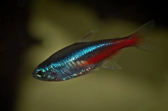 Neon Tetra
