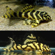 L134 Leopard Frog Pleco