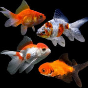 Oranda Fantail Goldfish