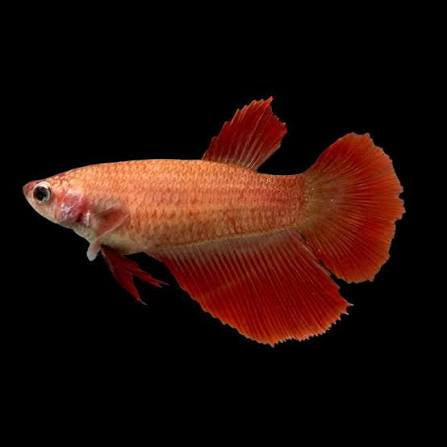 Betta Fish