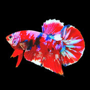 Betta Fish Koi