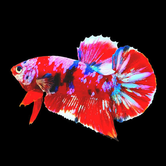 Betta Fish Koi