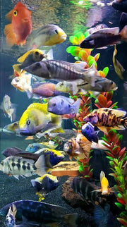 Mixed African cichlids