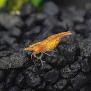 Orange Sunkist Shrimp