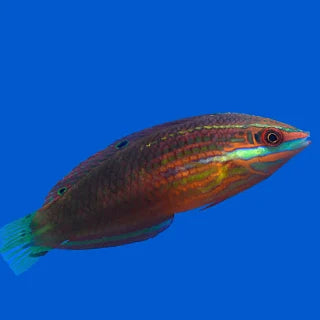Xmas Wrasse