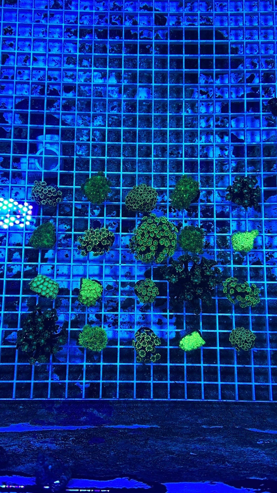 Ultra Goni frags