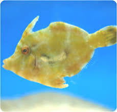 Aiptasia eating filefish