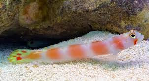 Auror goby