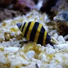 Bumblebee Snail
