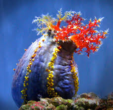 Sea Apple