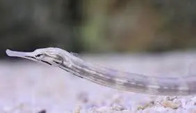 Dragon face pipefish