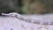 Dragon face pipefish