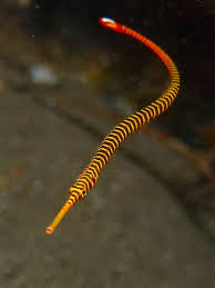 Red banded pipefish