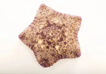 Pillow starfish