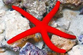 Starfish