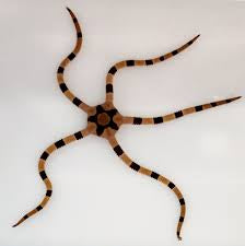 Tiger brittle starfish