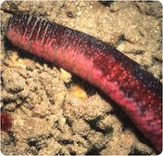 Pink and red cucumbers