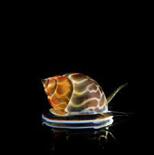 Butterscotch snail