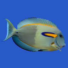 Orange shoulder