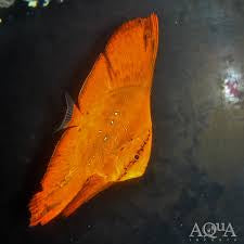Bat fish