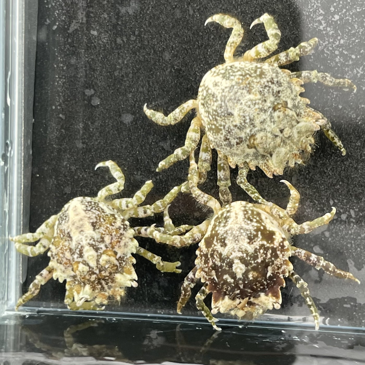 Pitho crab