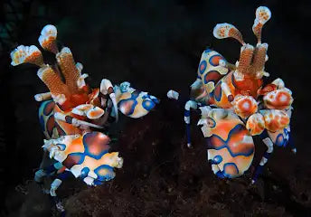 Harlequin Shrimp