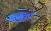 Blue Reef Chromis