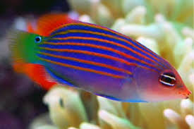 Six Line Wrasse – Hydros Aquatics