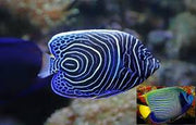 Emperor Angel Fish