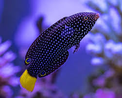 Yellow Tail Tamarin Wrasse