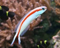 Redline Skunk Tile Fish