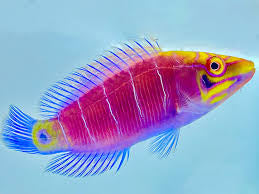 Mystery Wrasse