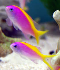 Evansi Anthias