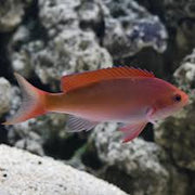 Red Anthias