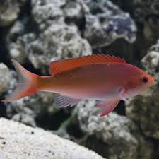 Red Anthias