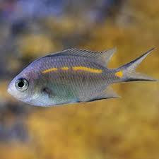 Chromis