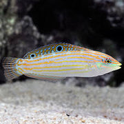 Cosmetics wrasse