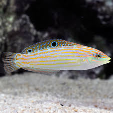 Cosmetics wrasse
