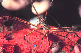 Arrow Crab