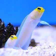 Pearly Jawfish