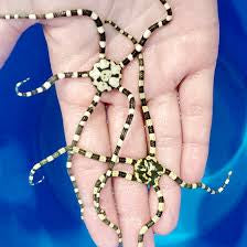 Harlequin serpent star
