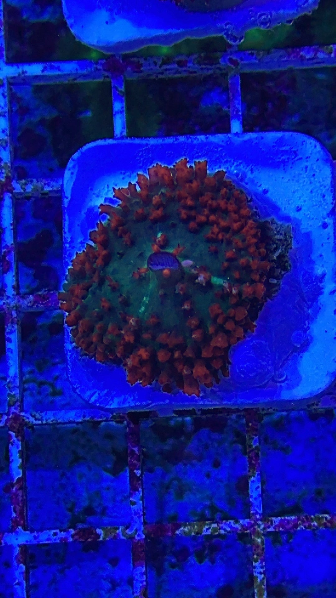 Red St. Thomas Mushroom