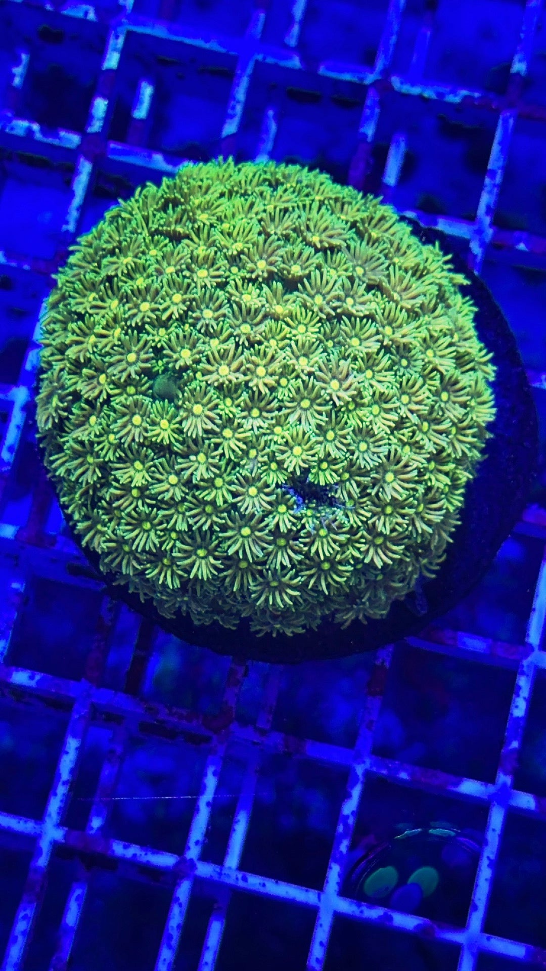 Yellow Goni