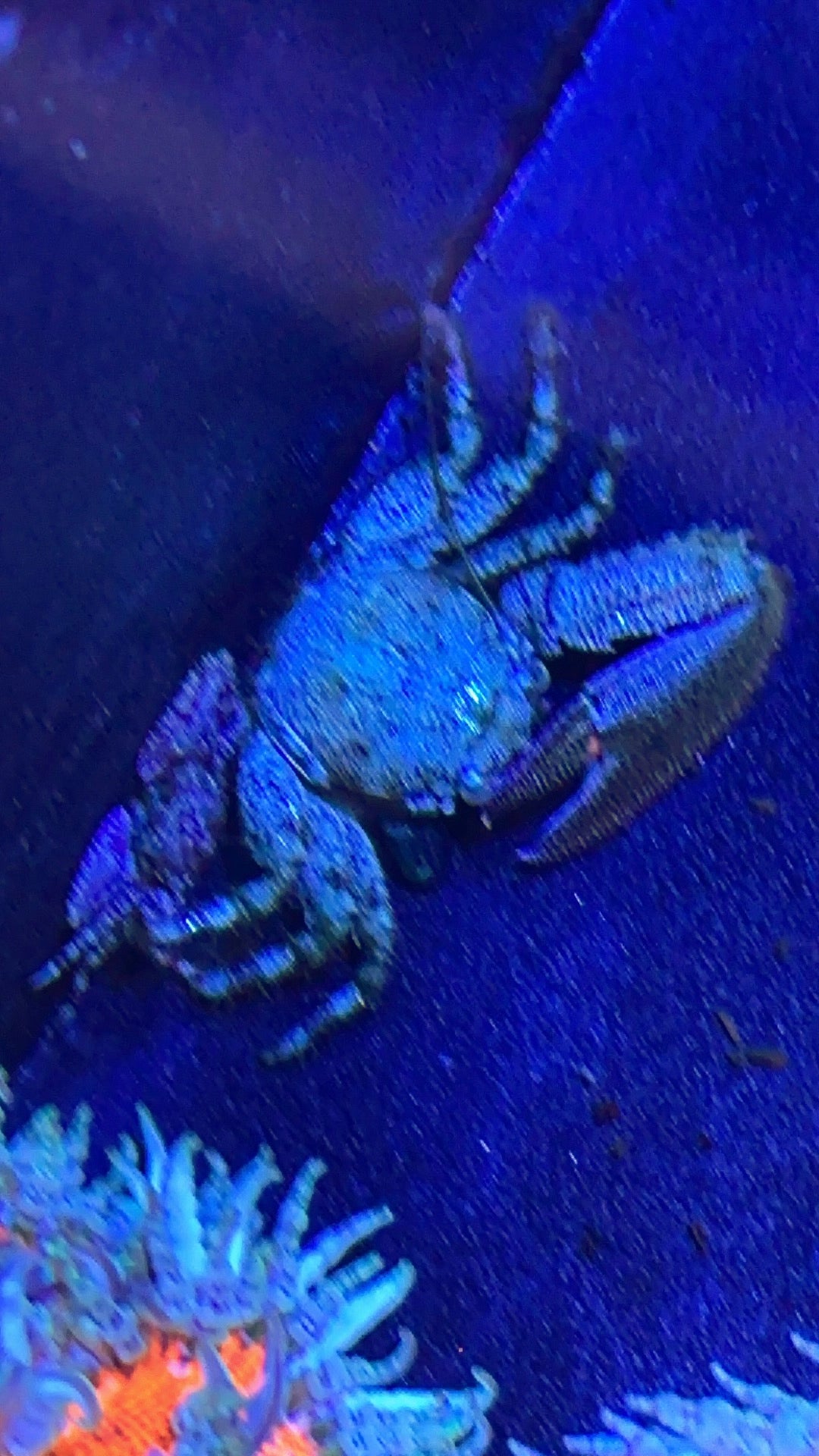 Porcelain crab