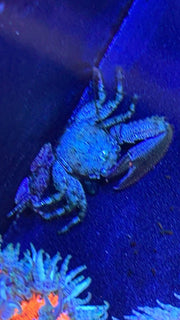 Porcelain crab