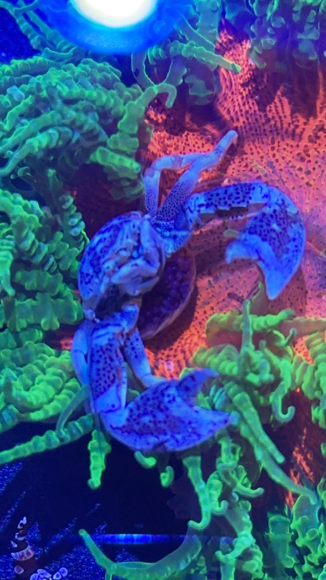 Anemone crabs