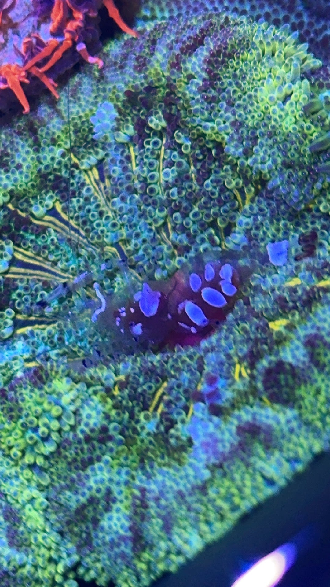 Anemone Shrimp